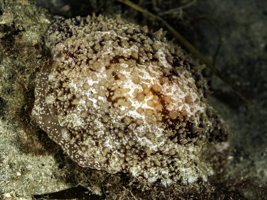 Pleurobranchus membranaceus